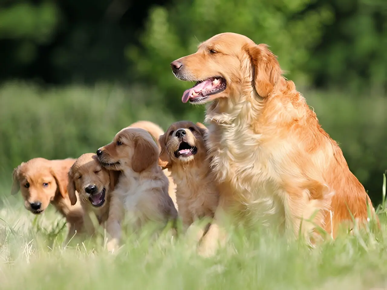 Terry Animal Hospital